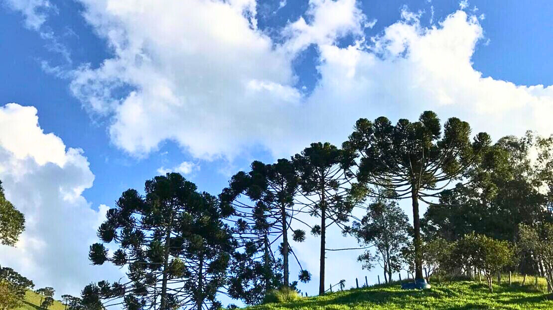 Chácara, 3 quartos, 2 hectares - Foto 27