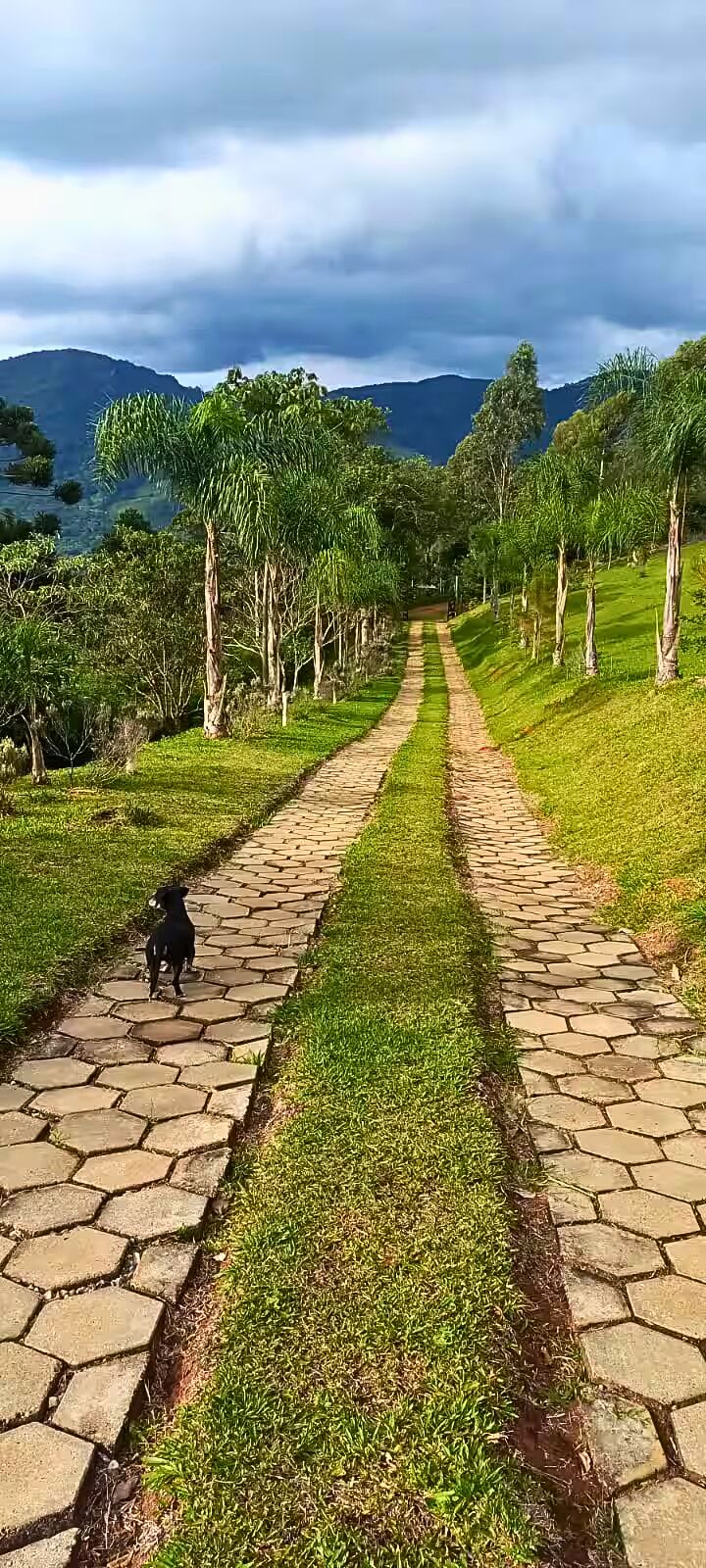 Sítio, 3 quartos, 3 hectares - Foto 35