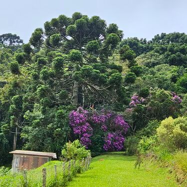 Chácara, 2 quartos, 7 hectares - Foto 17