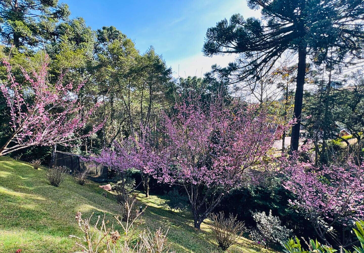 Casa, 3 quartos, 203 m² - Foto 33