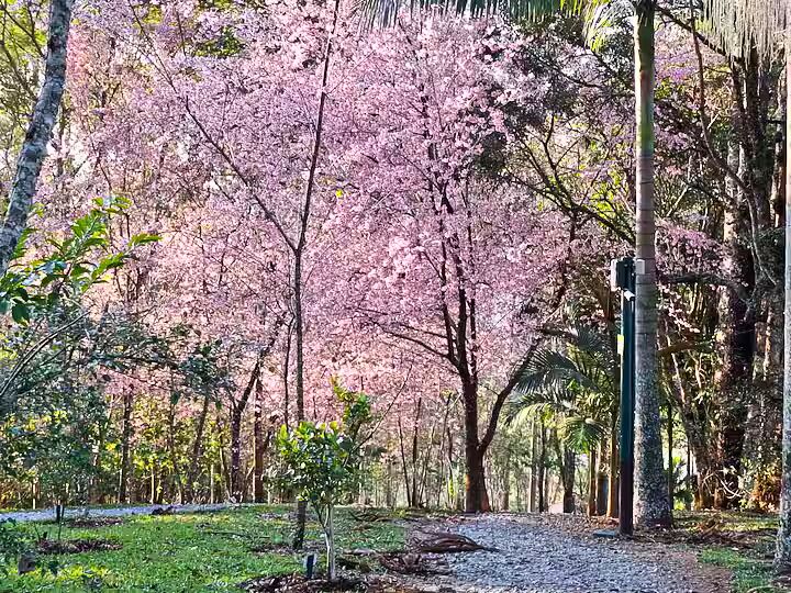 Casa, 4 quartos, 348 m² - Foto 14