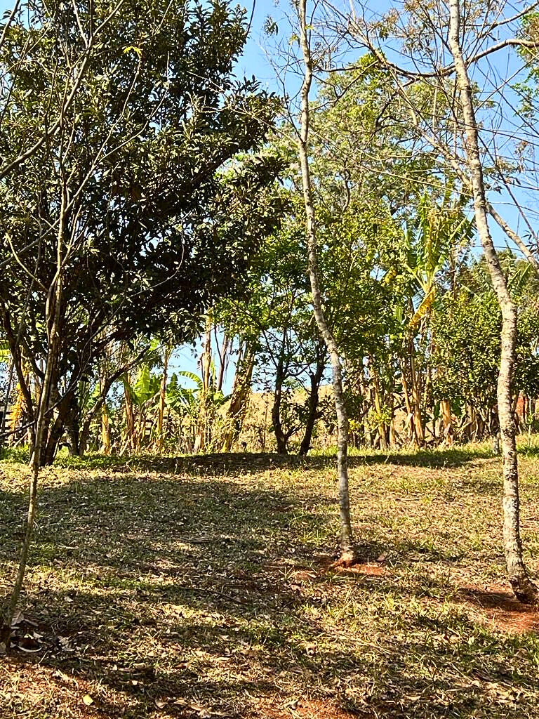 Sítio, 3 quartos, 9600 m² - Foto 4