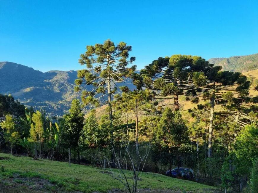 Sítio, 5 quartos, 3948 m² - Foto 43