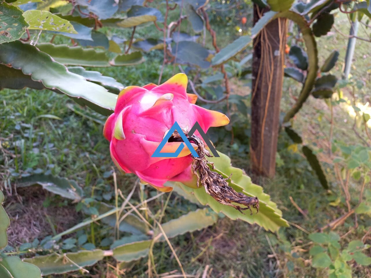 Chácara, 3 quartos, 1100 m² - Foto 27