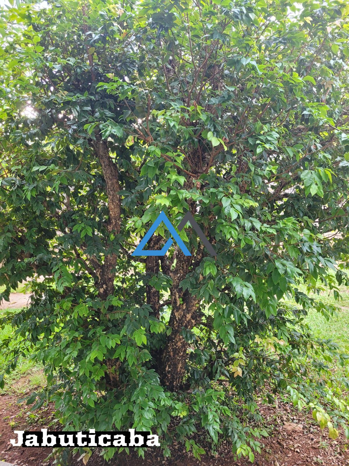 Chácara, 3 quartos, 1000 m² - Foto 22