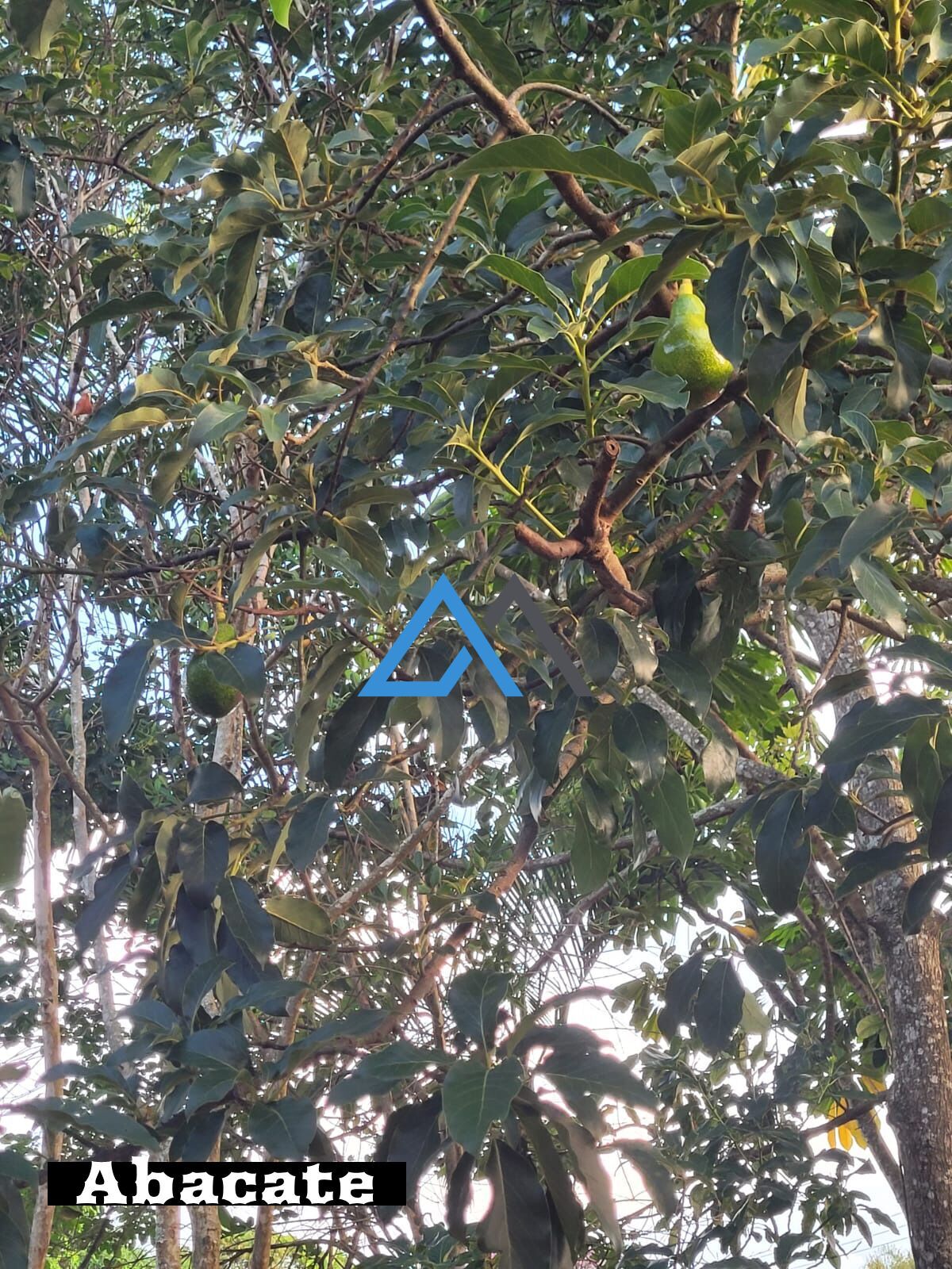 Chácara, 3 quartos, 1000 m² - Foto 18