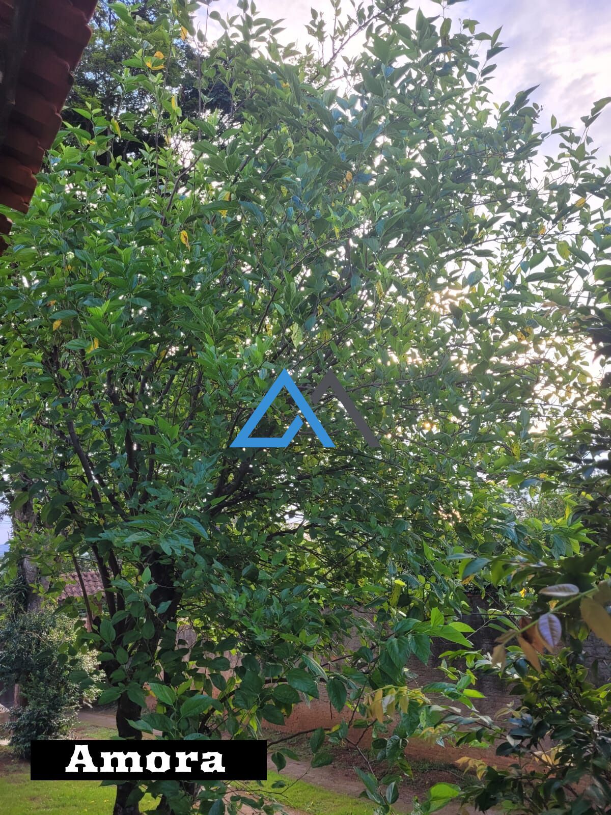 Chácara, 3 quartos, 1000 m² - Foto 24