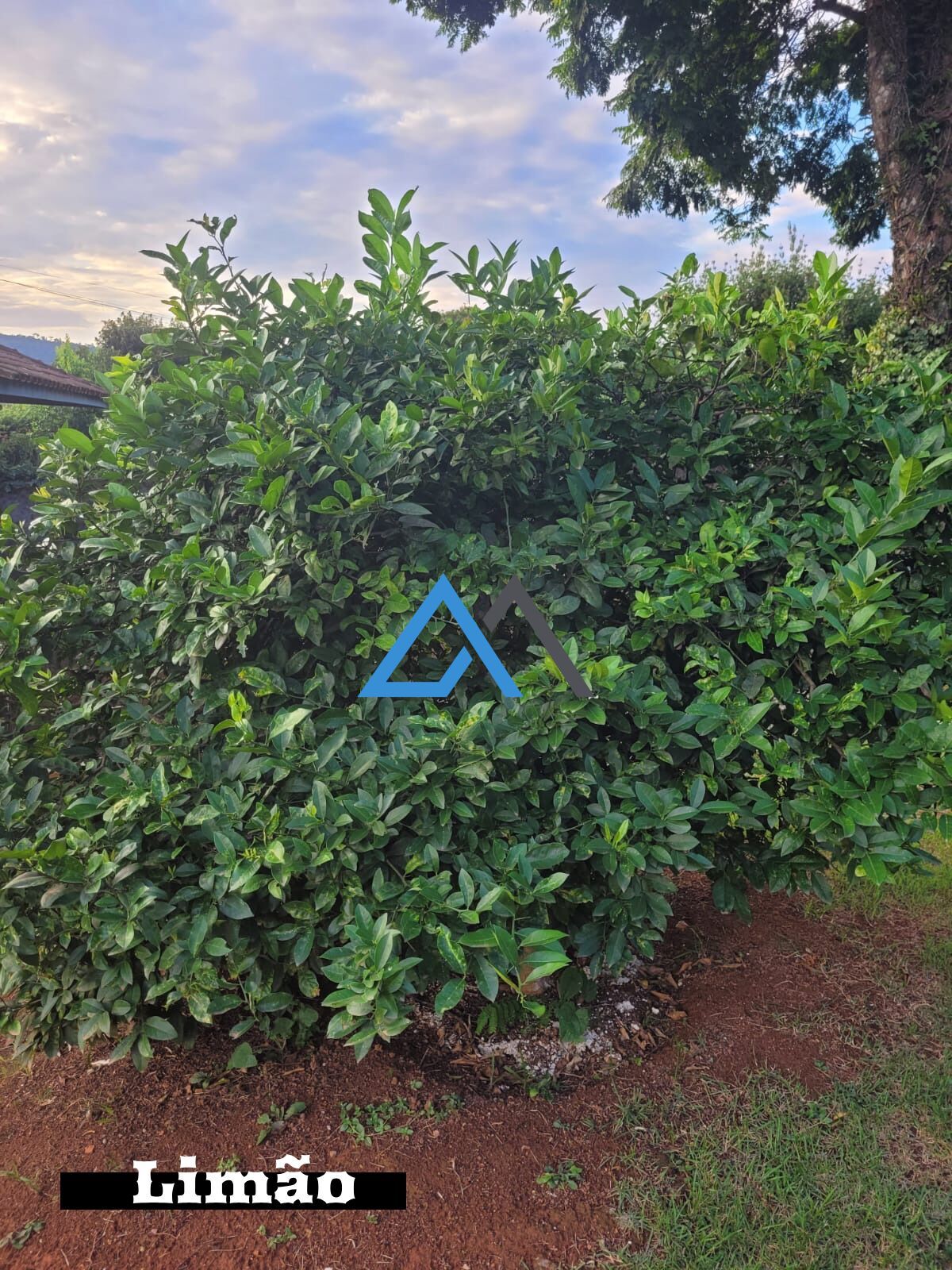 Chácara, 3 quartos, 1000 m² - Foto 23