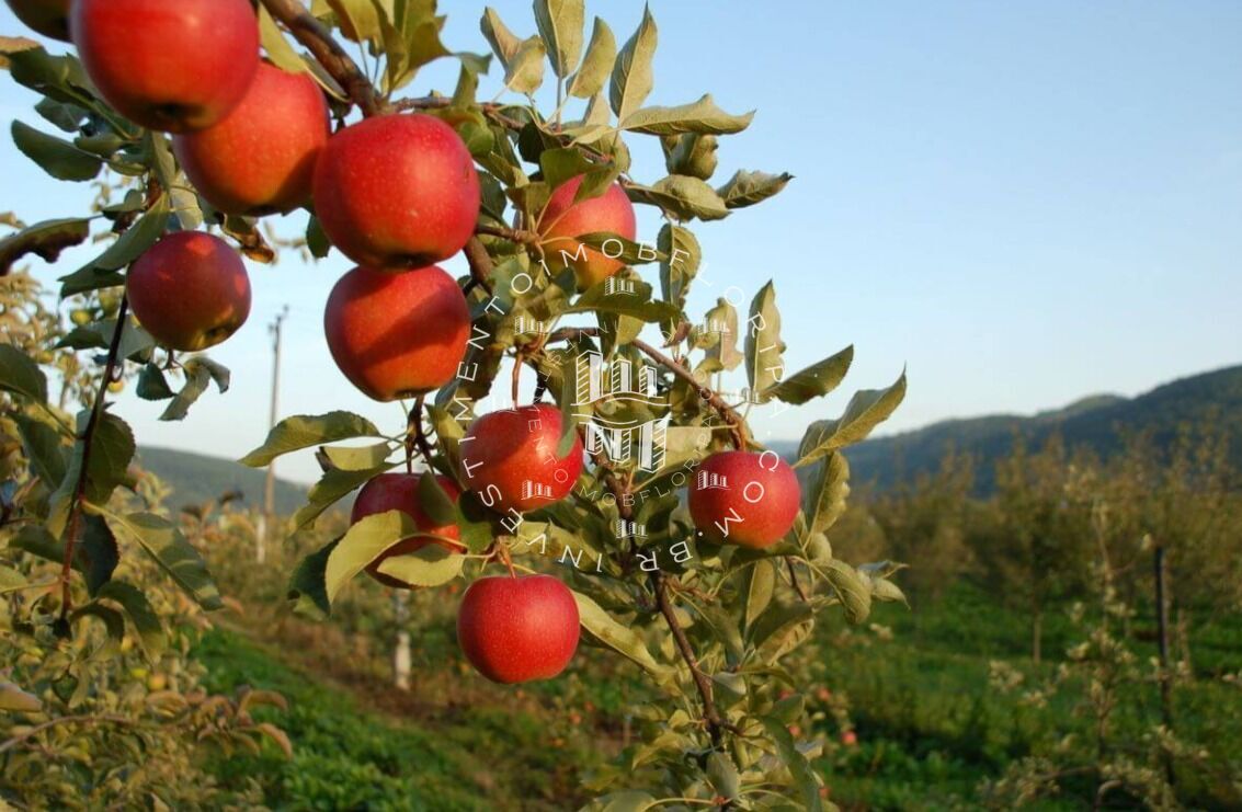 Terreno, 2100 m² - Foto 2