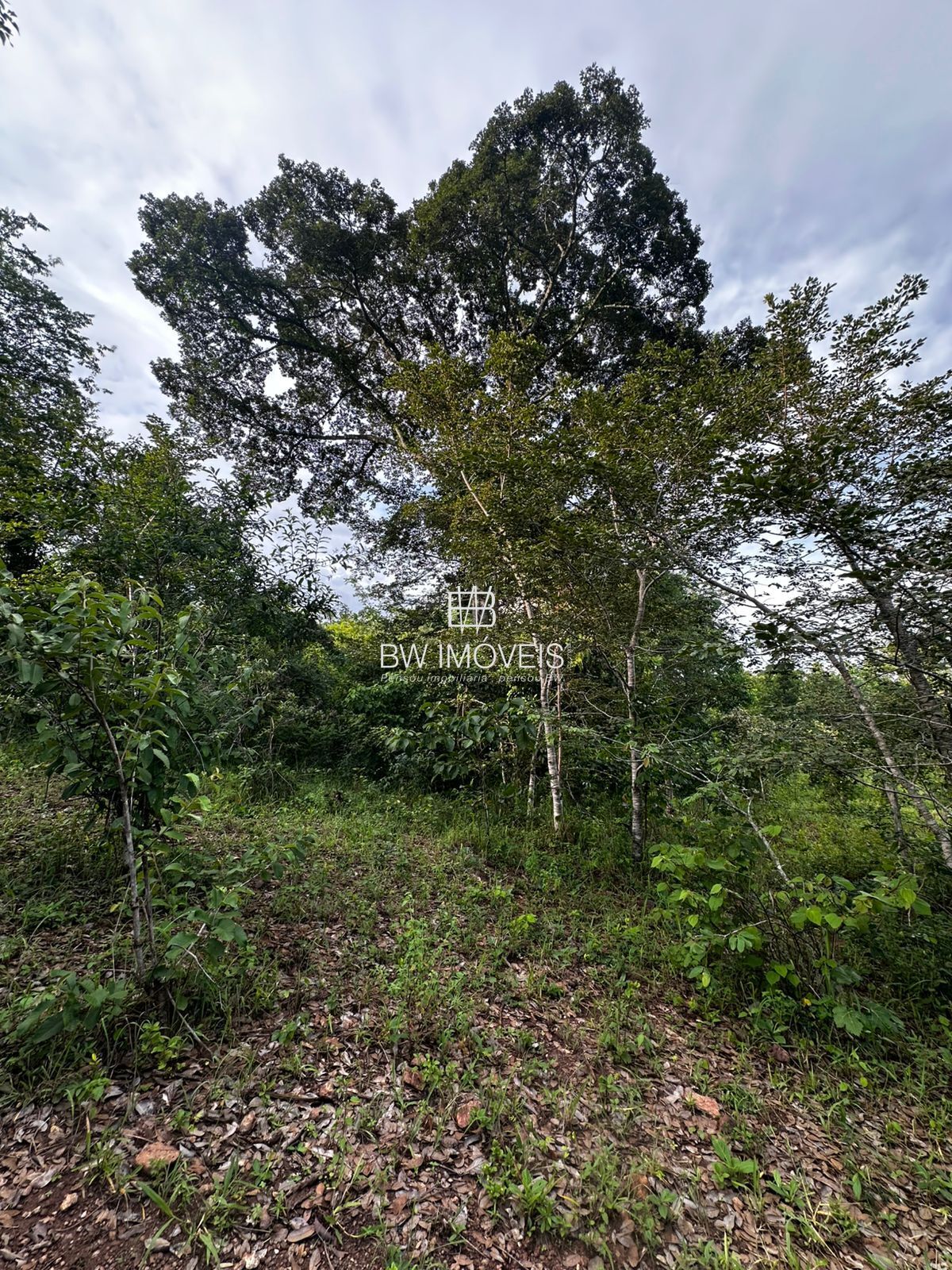 Fazenda à venda com 1 quarto, 1161600m² - Foto 18