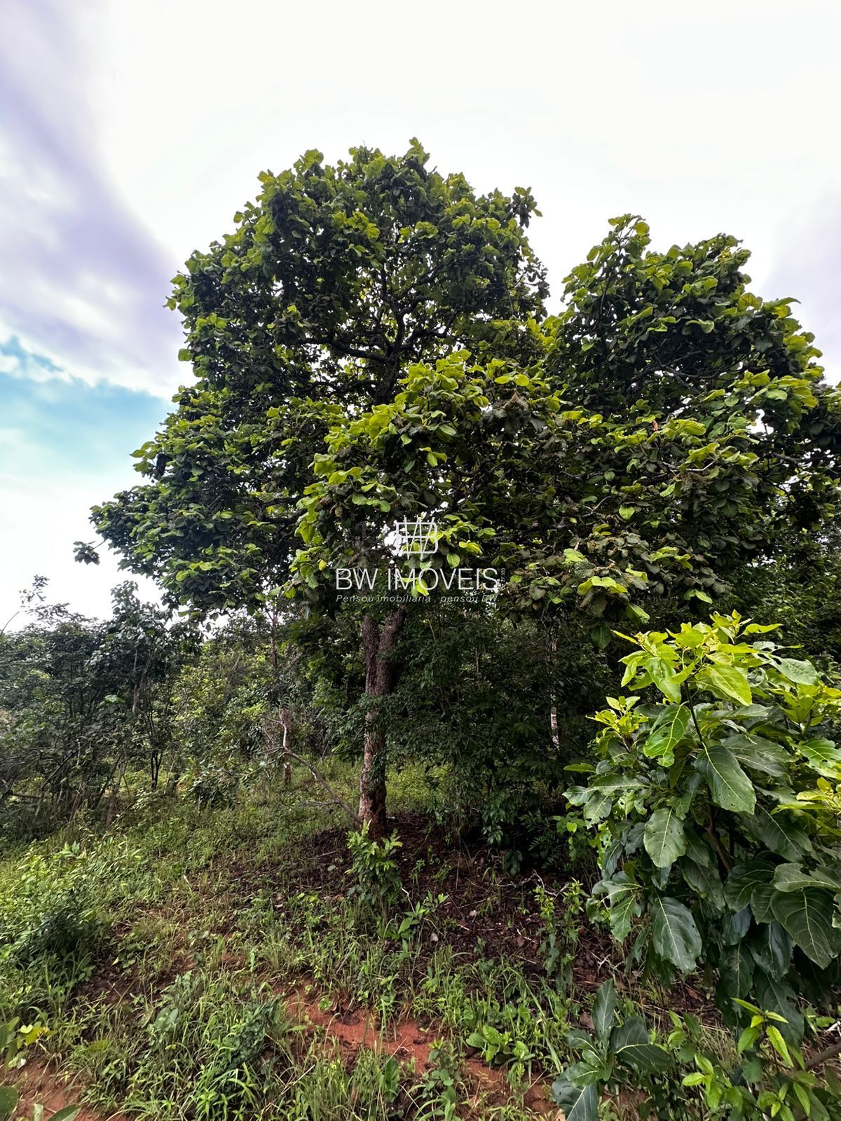 Fazenda à venda com 1 quarto, 1161600m² - Foto 22