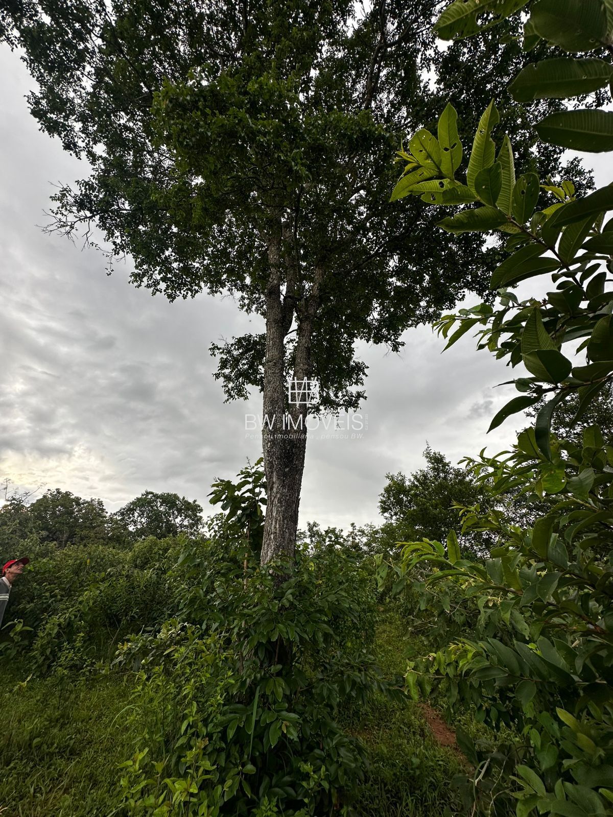 Fazenda à venda com 1 quarto, 1161600m² - Foto 28