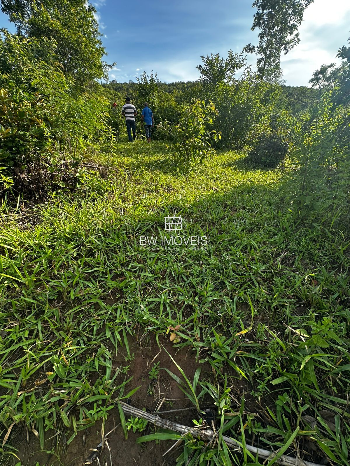 Fazenda à venda com 1 quarto, 1161600m² - Foto 6