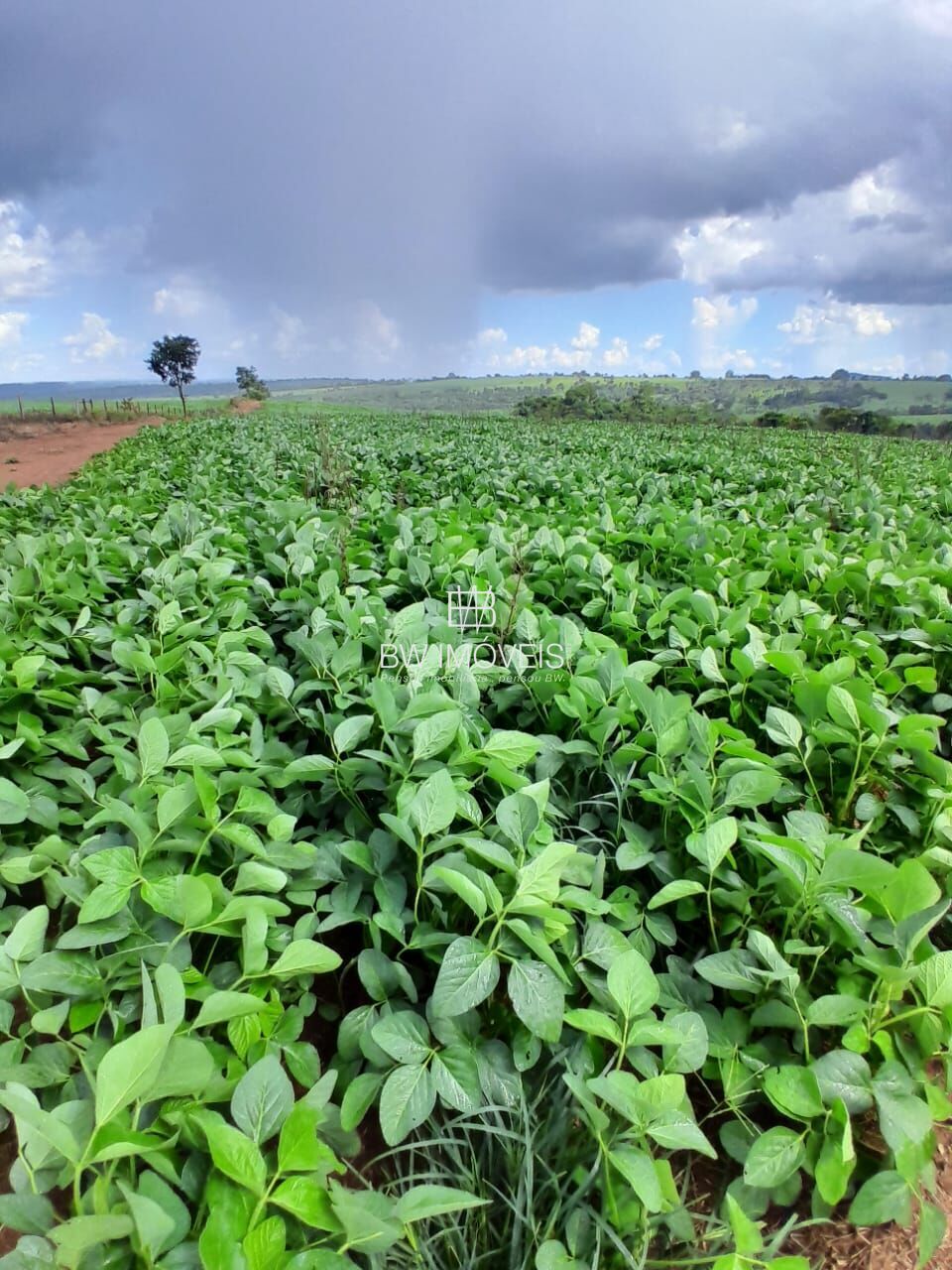 Fazenda, 87 hectares - Foto 17