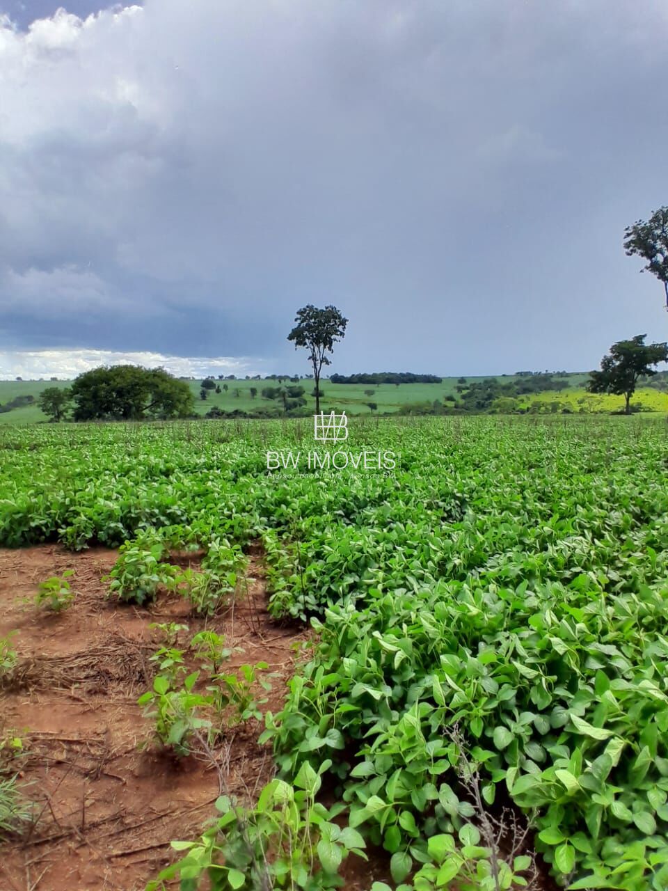 Fazenda, 87 hectares - Foto 13