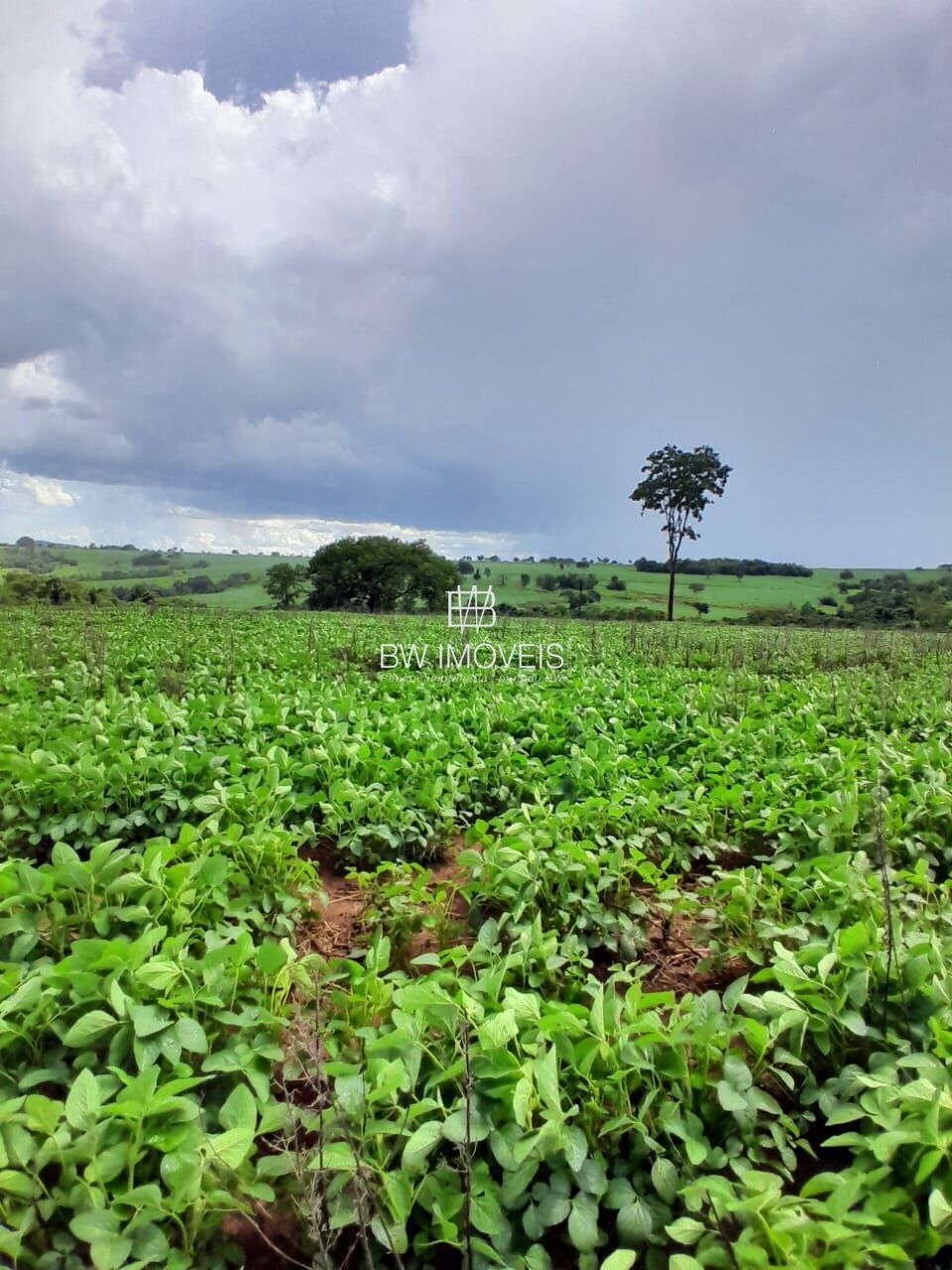 Fazenda, 87 hectares - Foto 16
