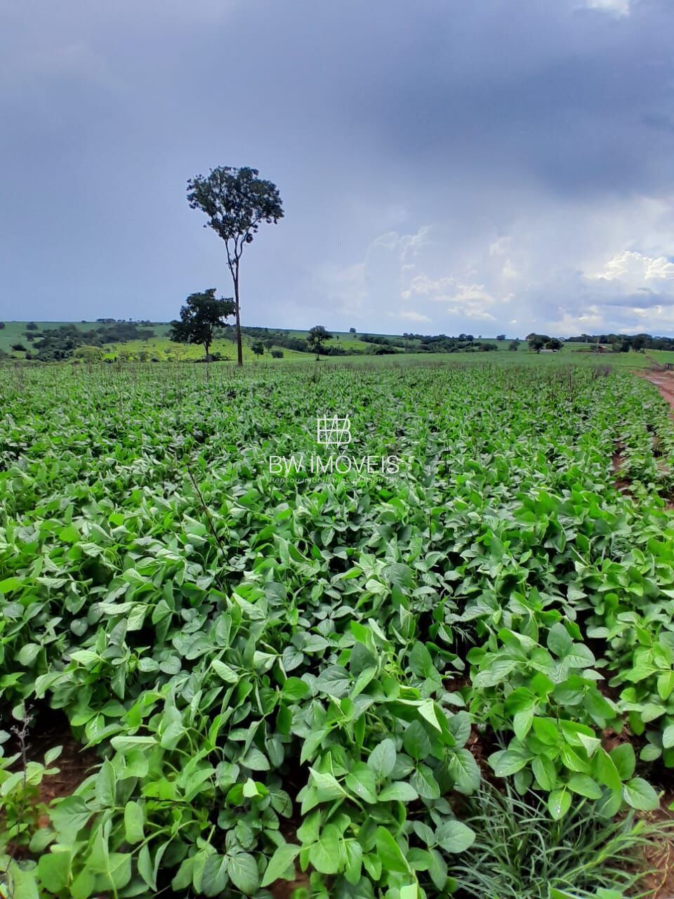 Fazenda, 87 hectares - Foto 11