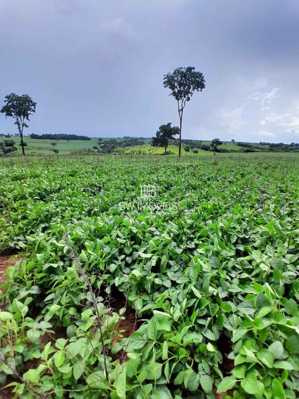 Fazenda, 87 hectares - Foto 12