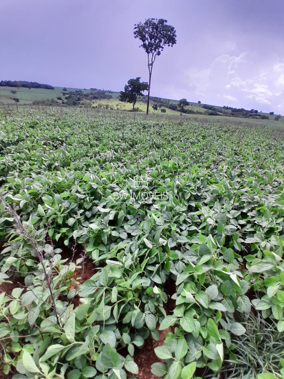 Fazenda, 87 hectares - Foto 15
