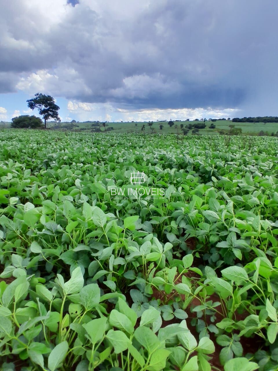 Fazenda-Sítio-Chácara, 87 hectares - Foto 2