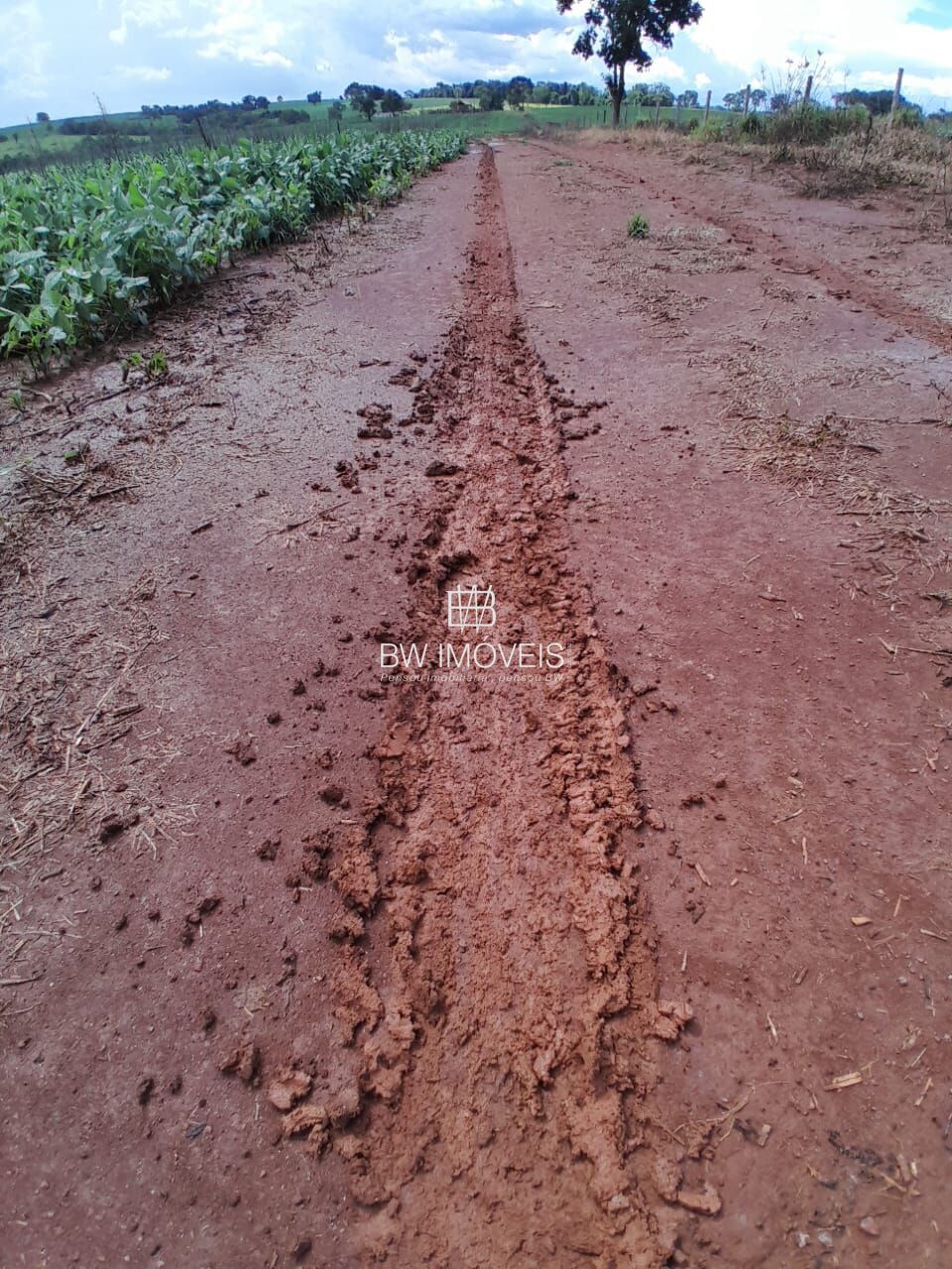 Fazenda, 87 hectares - Foto 18