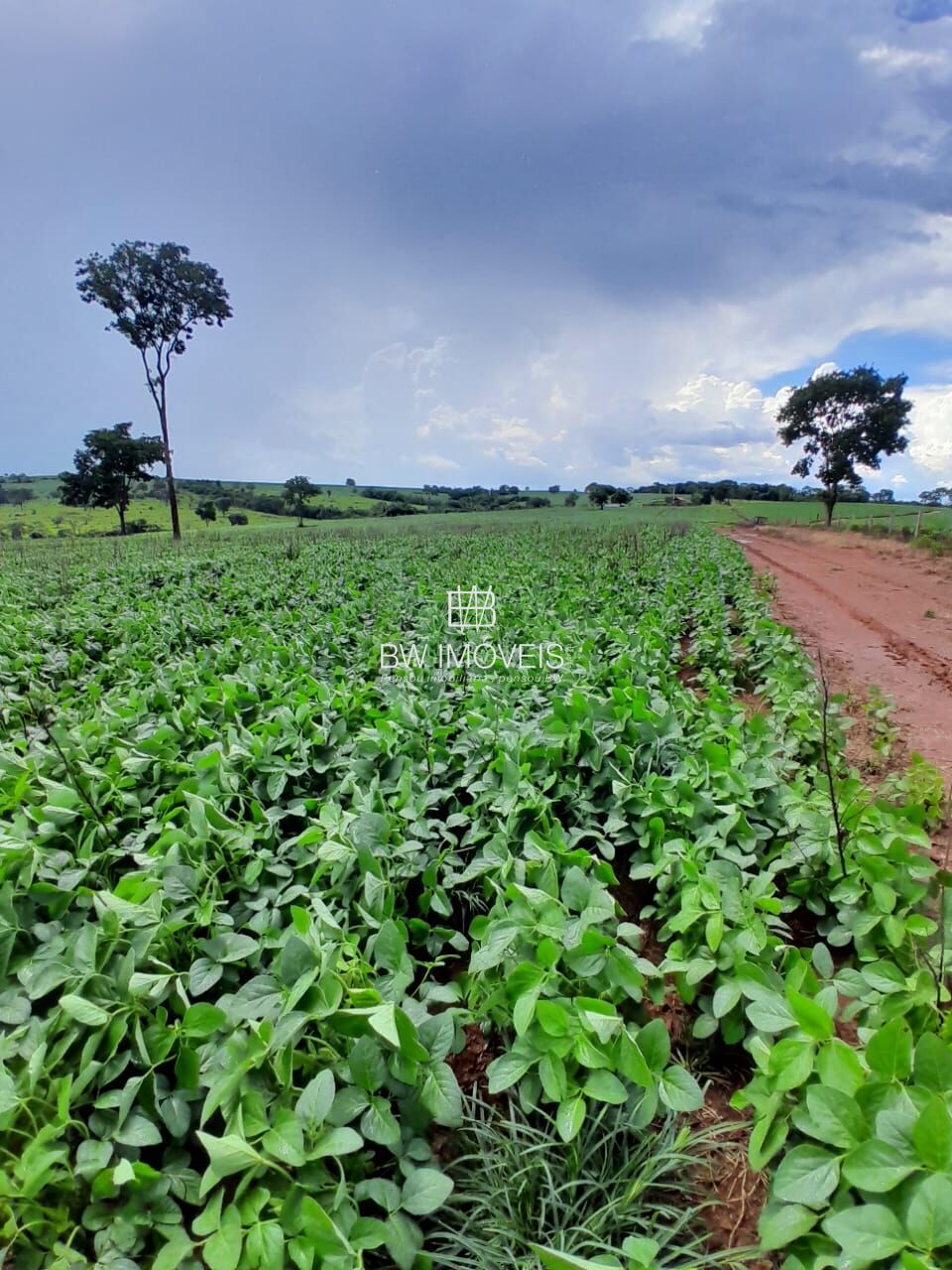 Fazenda, 87 hectares - Foto 10