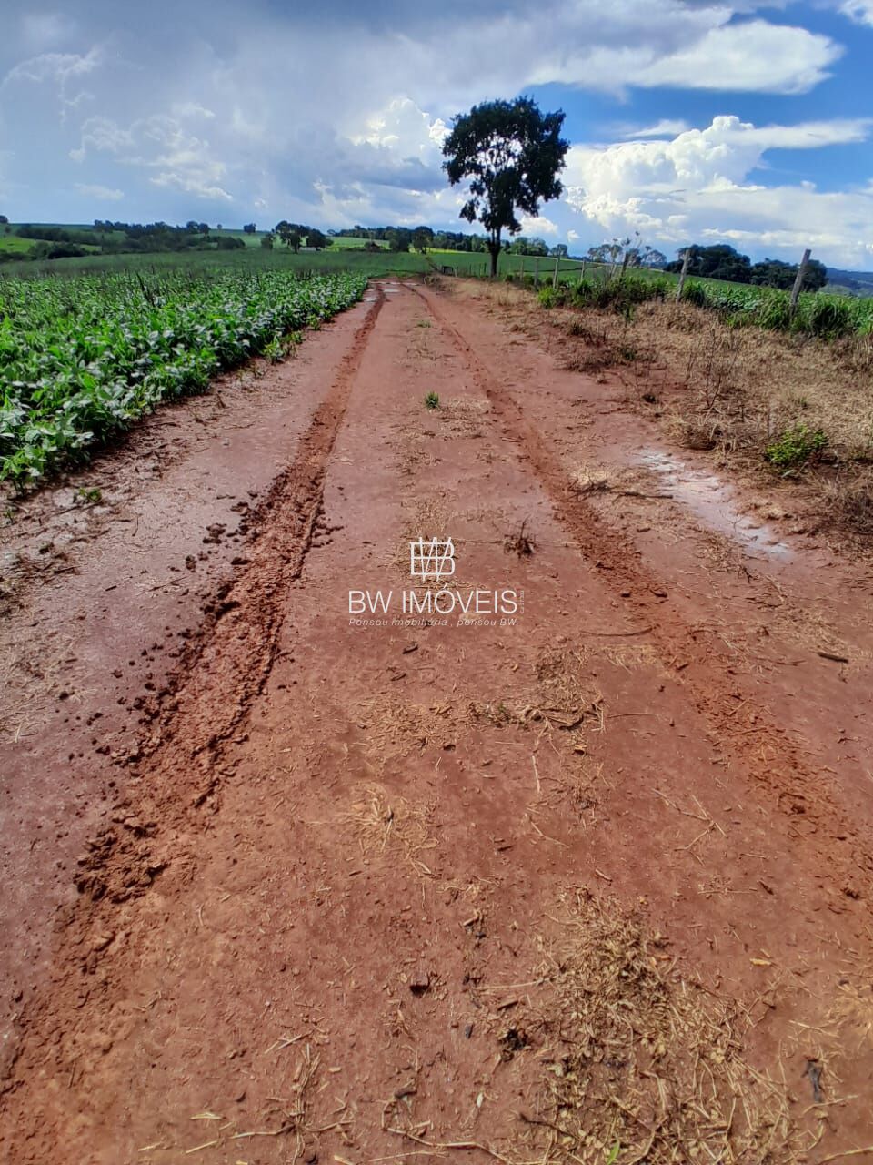 Fazenda, 87 hectares - Foto 19