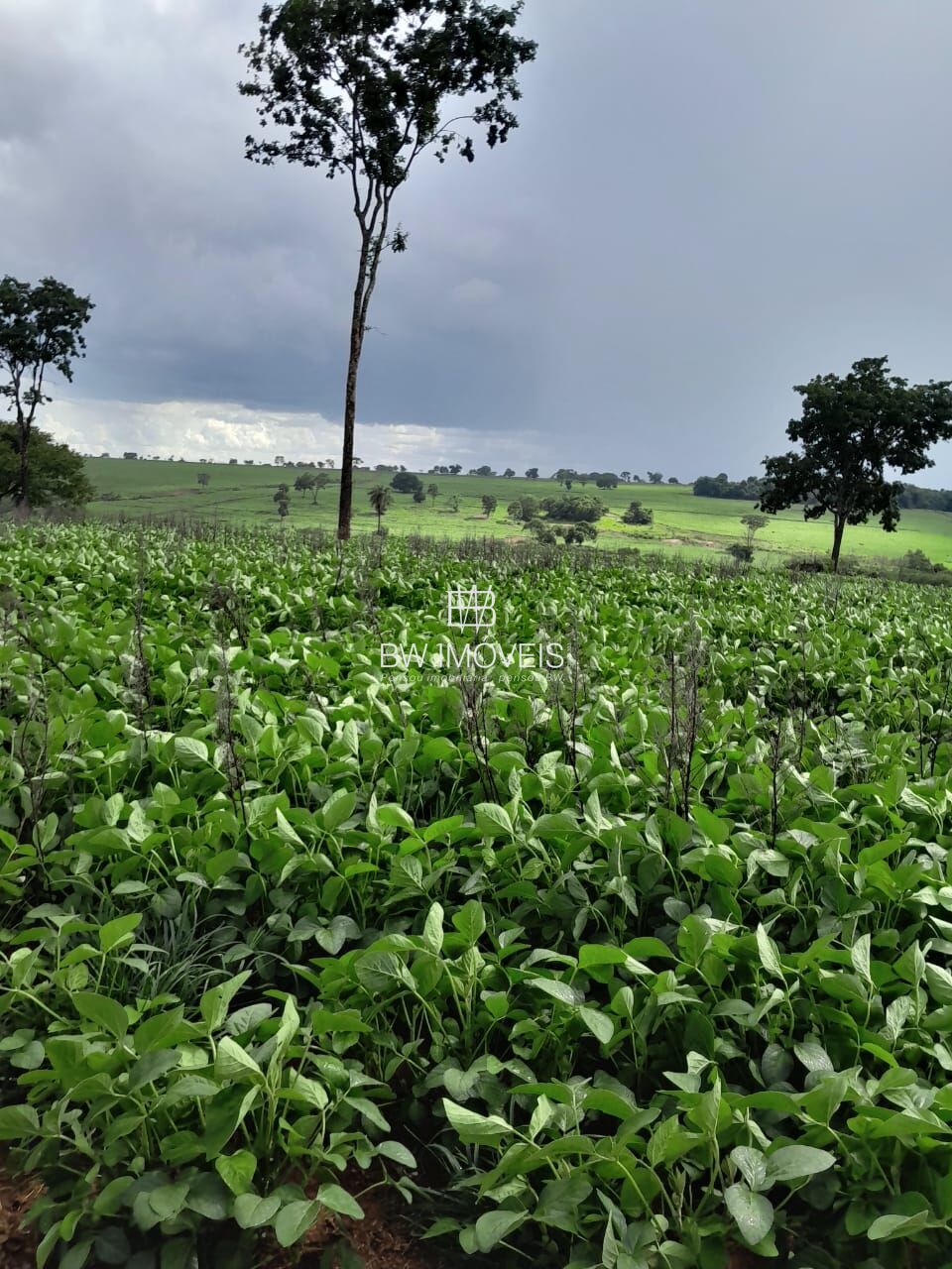 Fazenda, 87 hectares - Foto 21