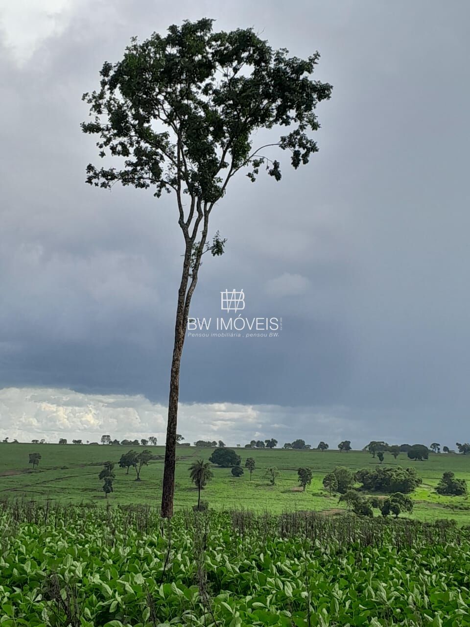 Fazenda, 87 hectares - Foto 20