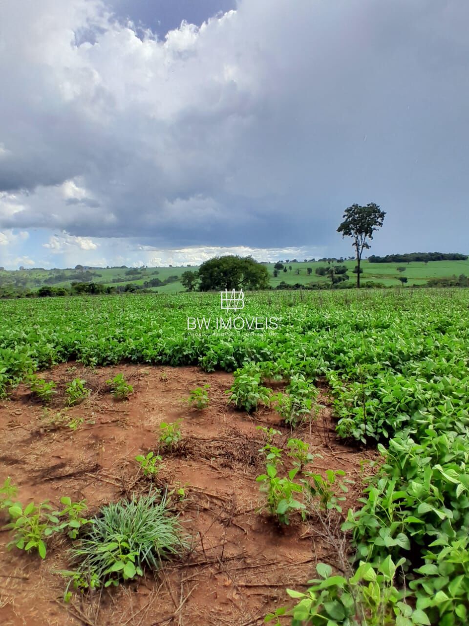 Fazenda, 87 hectares - Foto 14