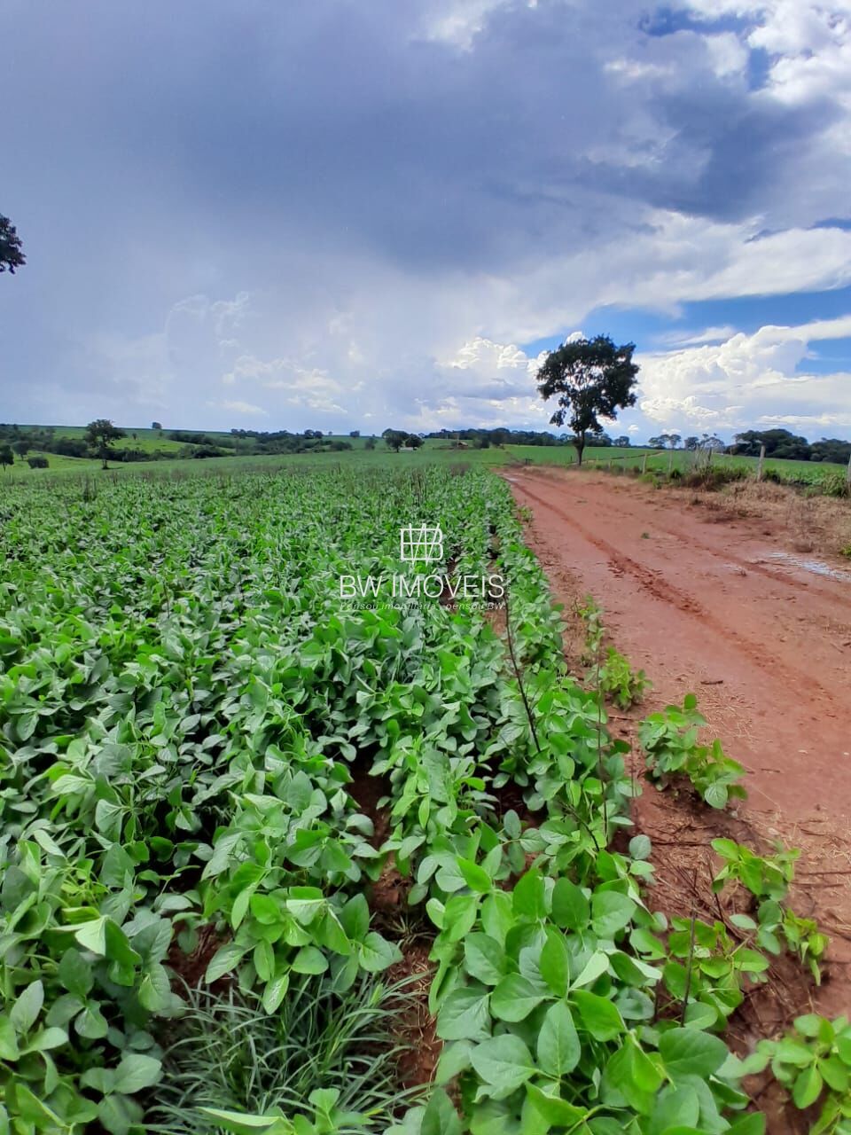 Fazenda, 87 hectares - Foto 9
