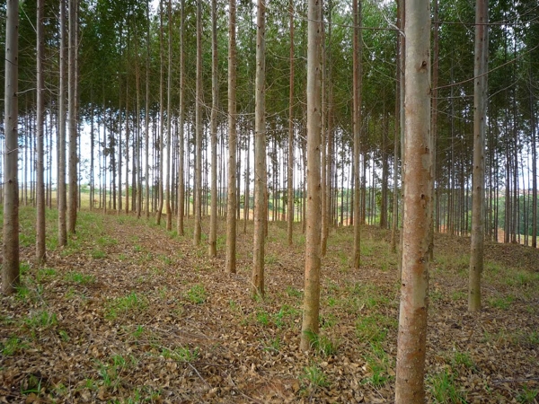 Manejo do Eucalipto auxilia a regeneração de florestas nativas