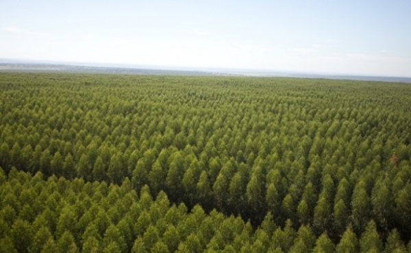 Os destinos da madeira plantada no Brasil