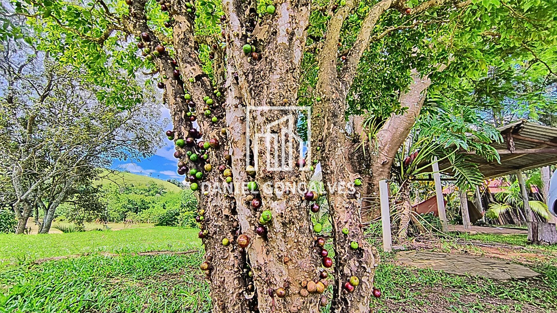 Fazenda à venda com 3 quartos, 24000m² - Foto 17