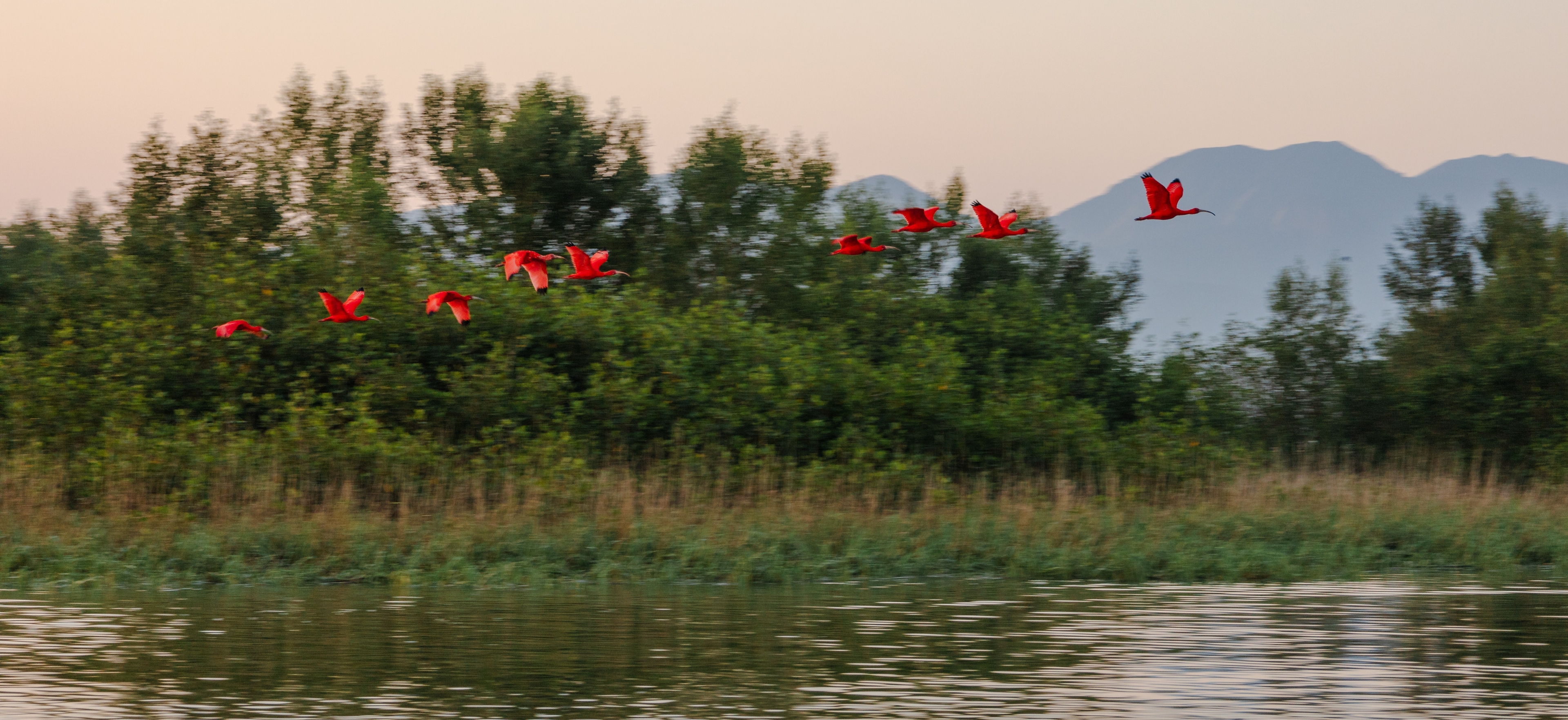 MOTA GUARATUBA IMÓVEIS - CRECI J9663