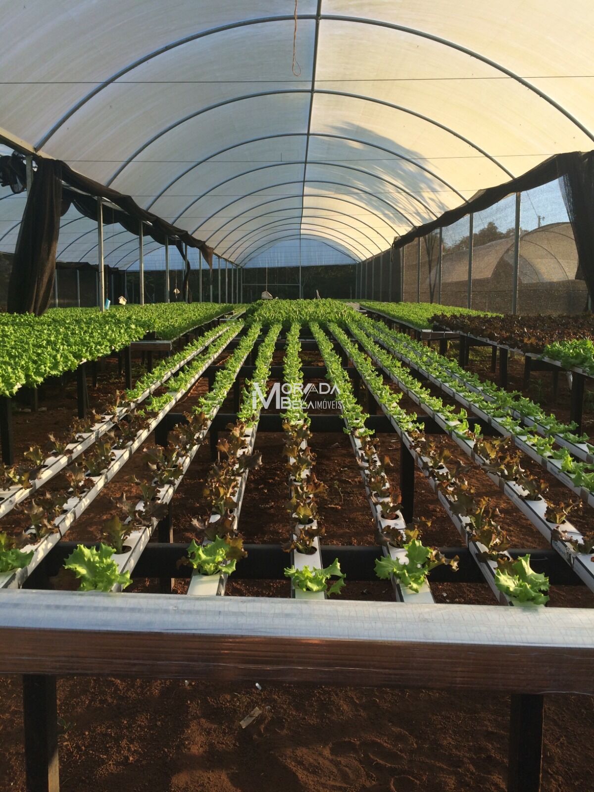 Fazenda, 2 hectares - Foto 5