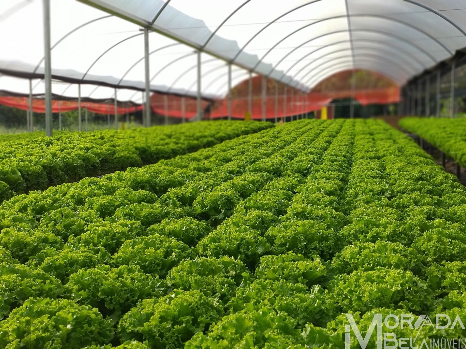 Fazenda à venda com 8 quartos, 300m² - Foto 2