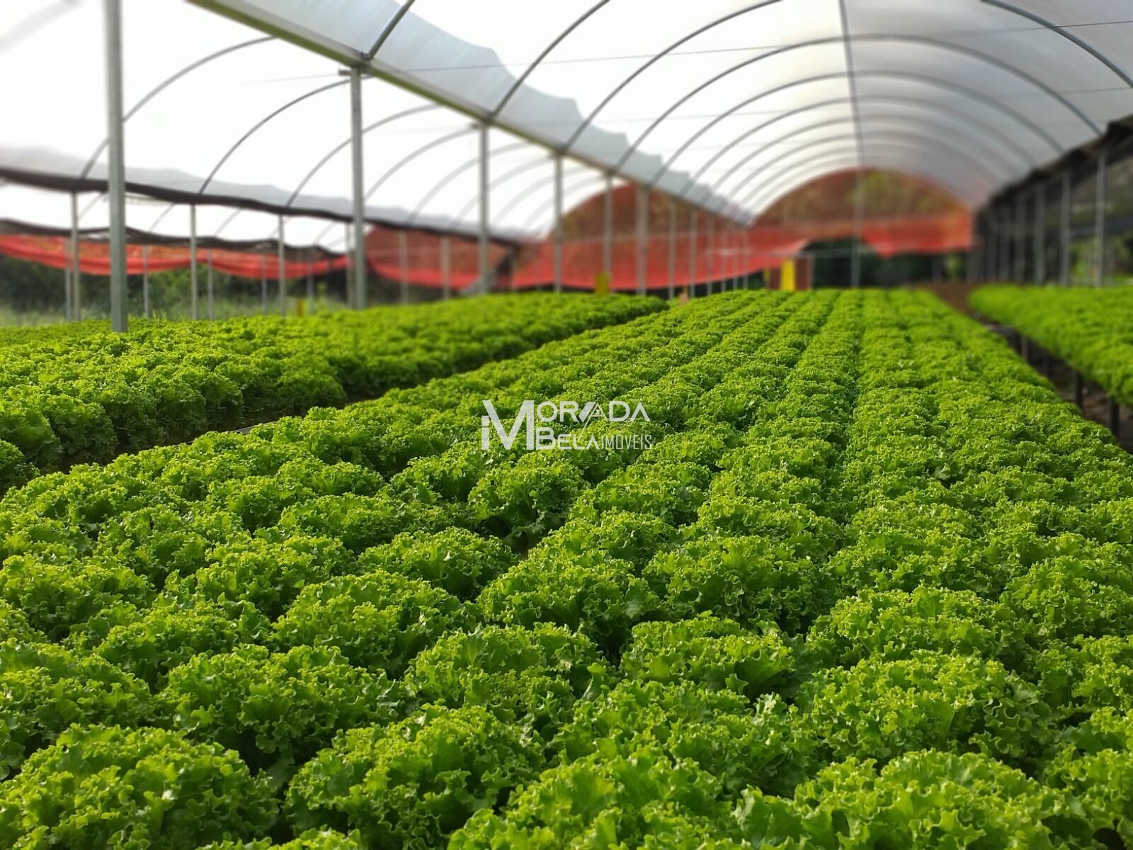 Fazenda, 2 hectares - Foto 2