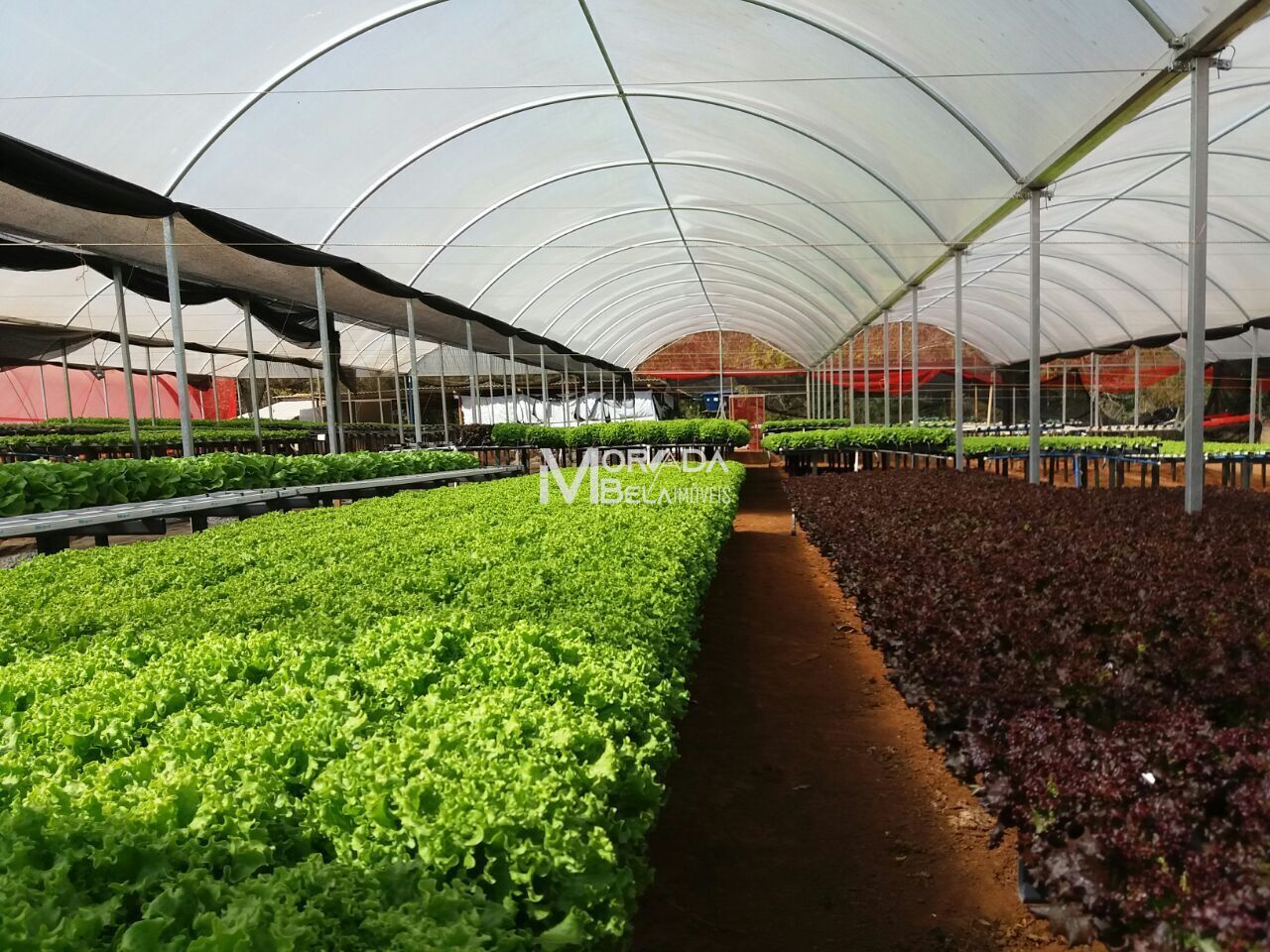 Fazenda, 2 hectares - Foto 4