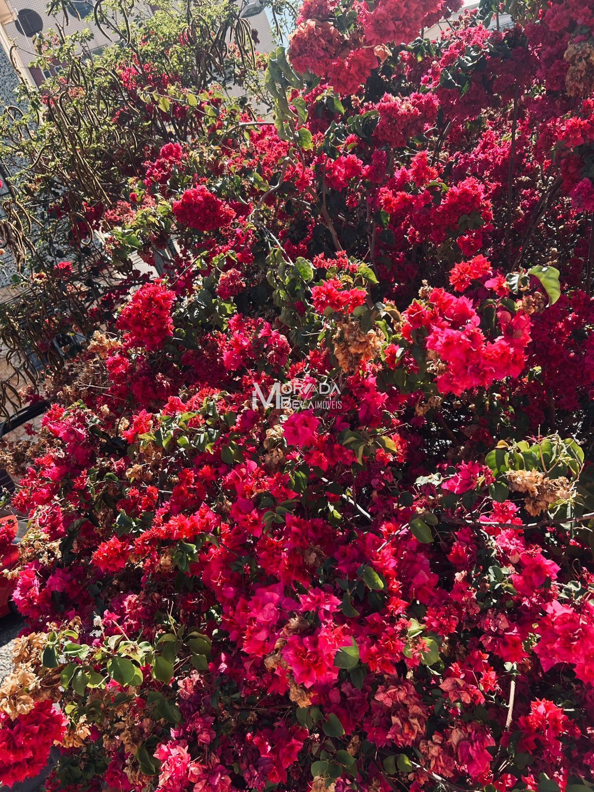 Casa, 4 quartos, 295 m² - Foto 19