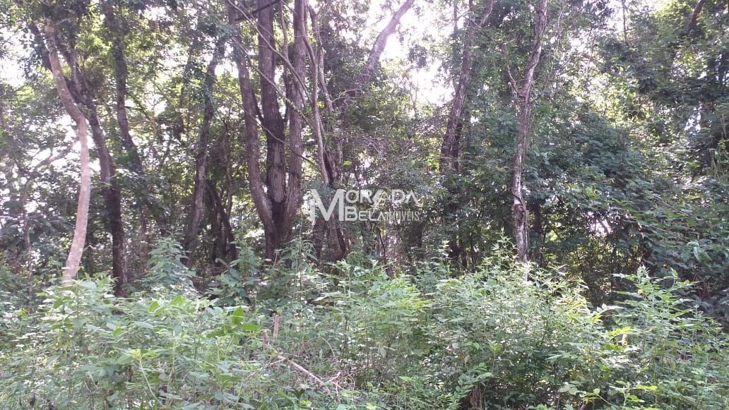 Terreno, 4 hectares - Foto 10