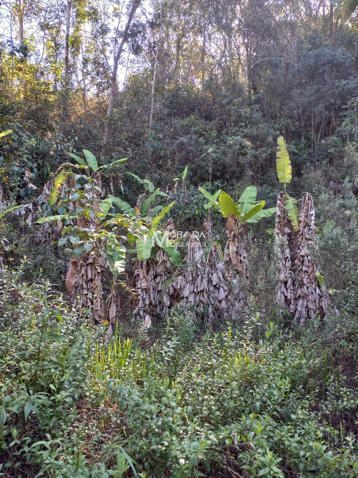 Terreno, 9650 m² - Foto 1