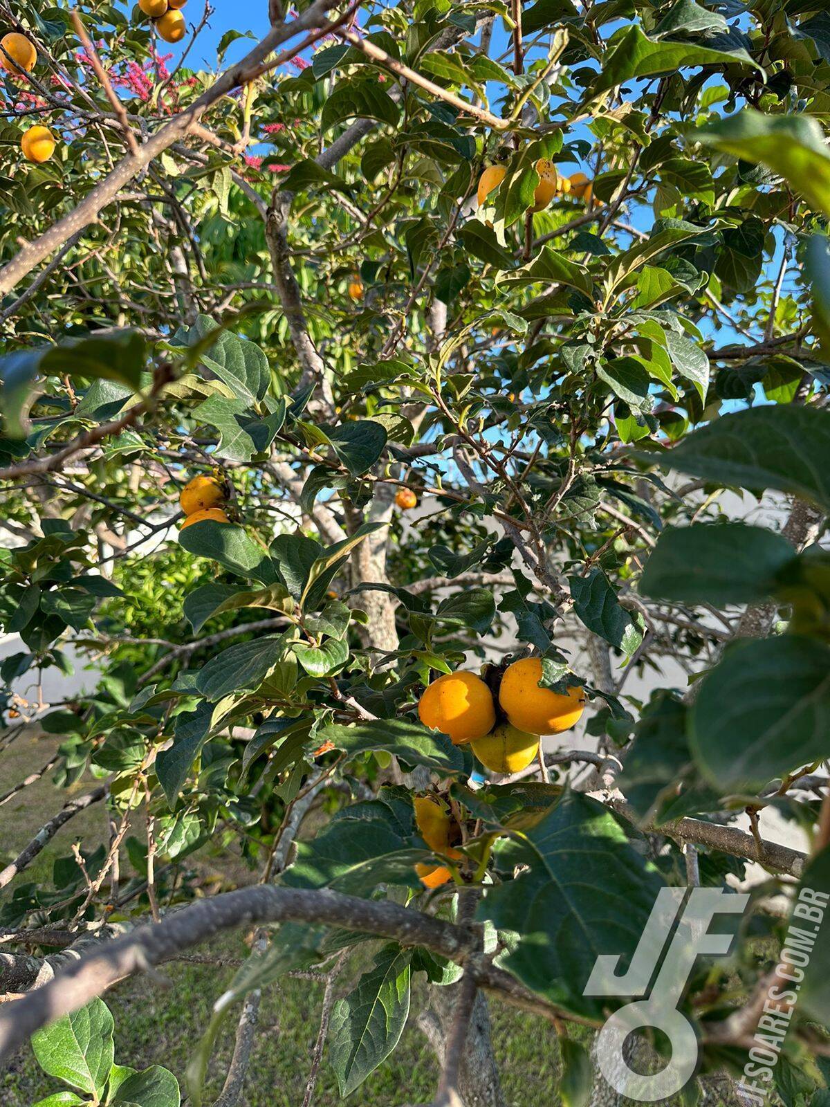 Terreno, 432 m² - Foto 6