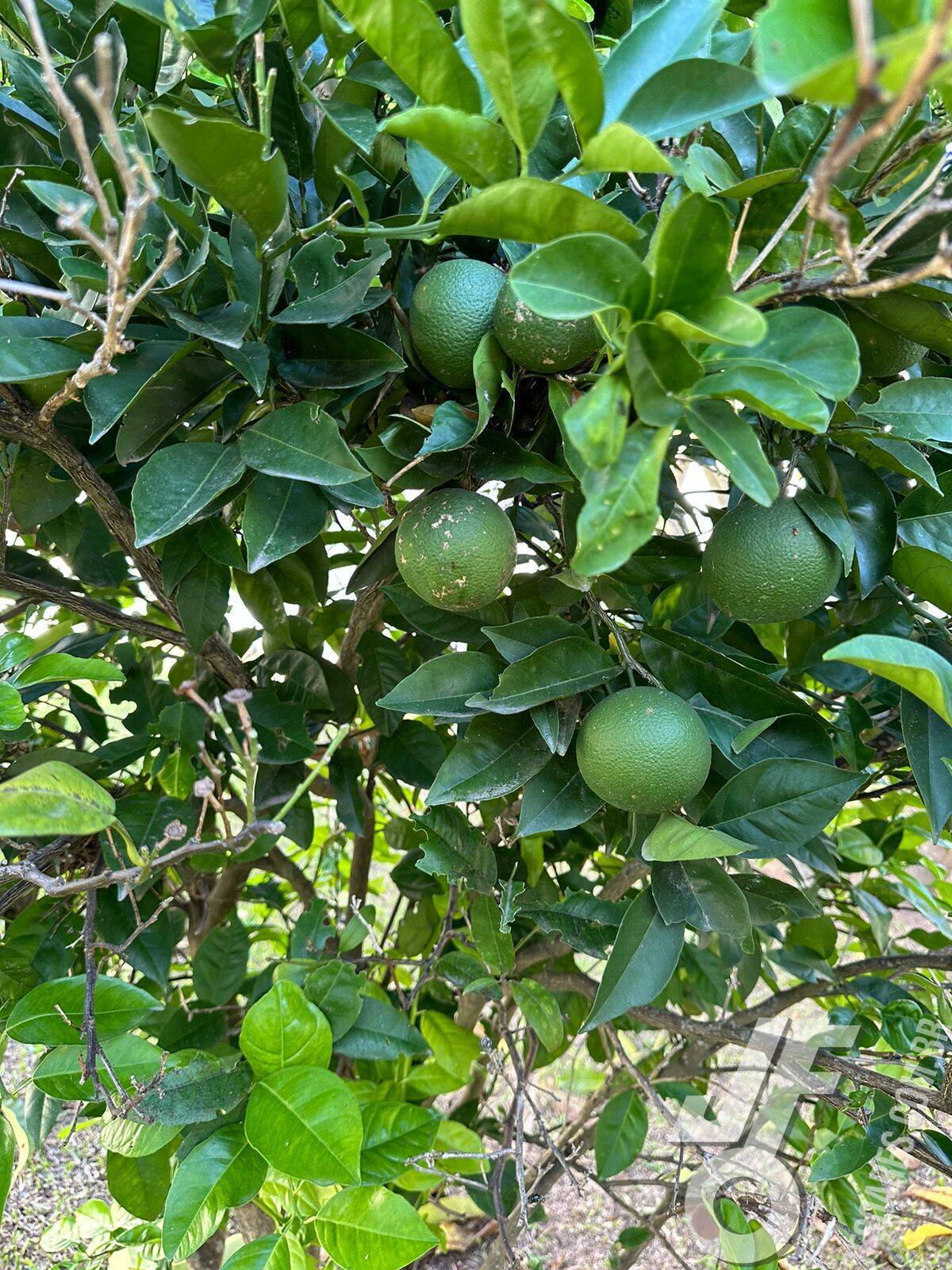 Terreno, 432 m² - Foto 5