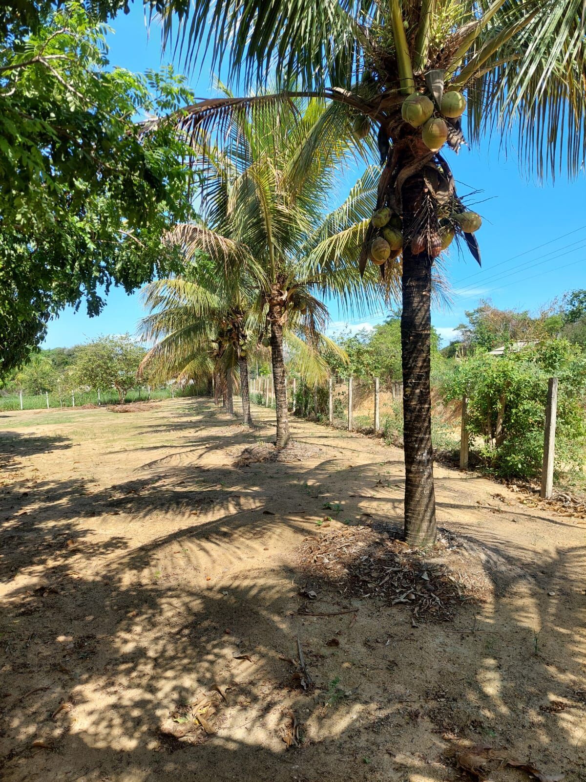 Sítio à venda com 4 quartos, 5500m² - Foto 9