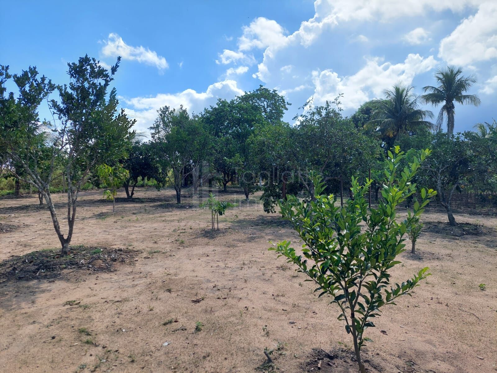 Sítio à venda com 4 quartos, 5500m² - Foto 10