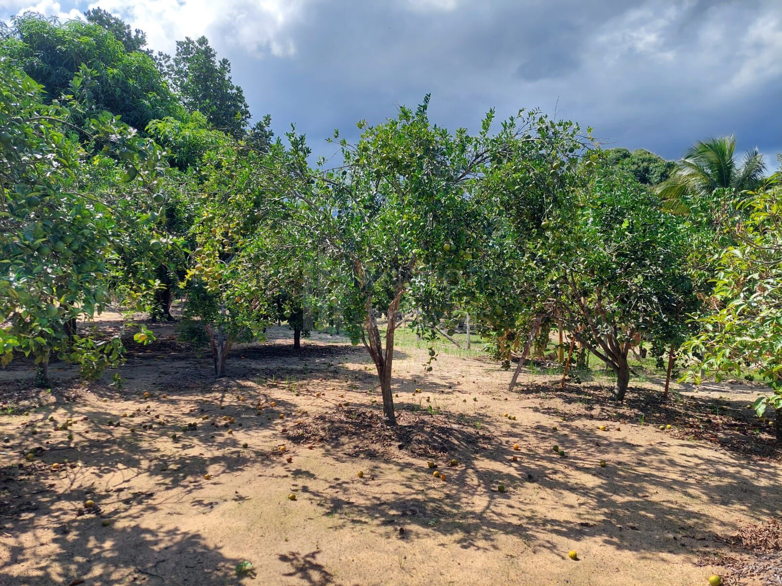 Sítio à venda com 4 quartos, 5500m² - Foto 11