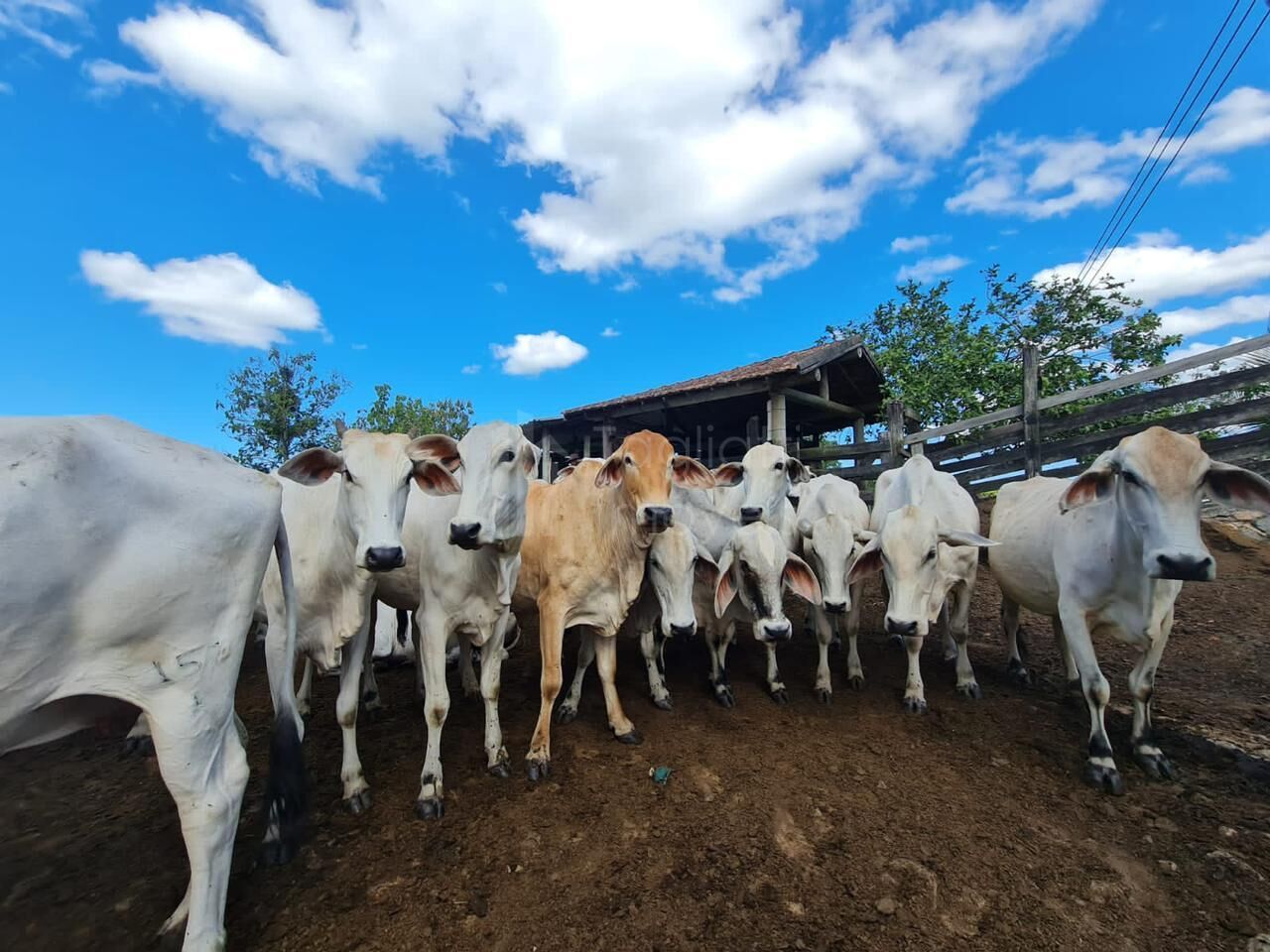 Fazenda à venda, 2496m² - Foto 22