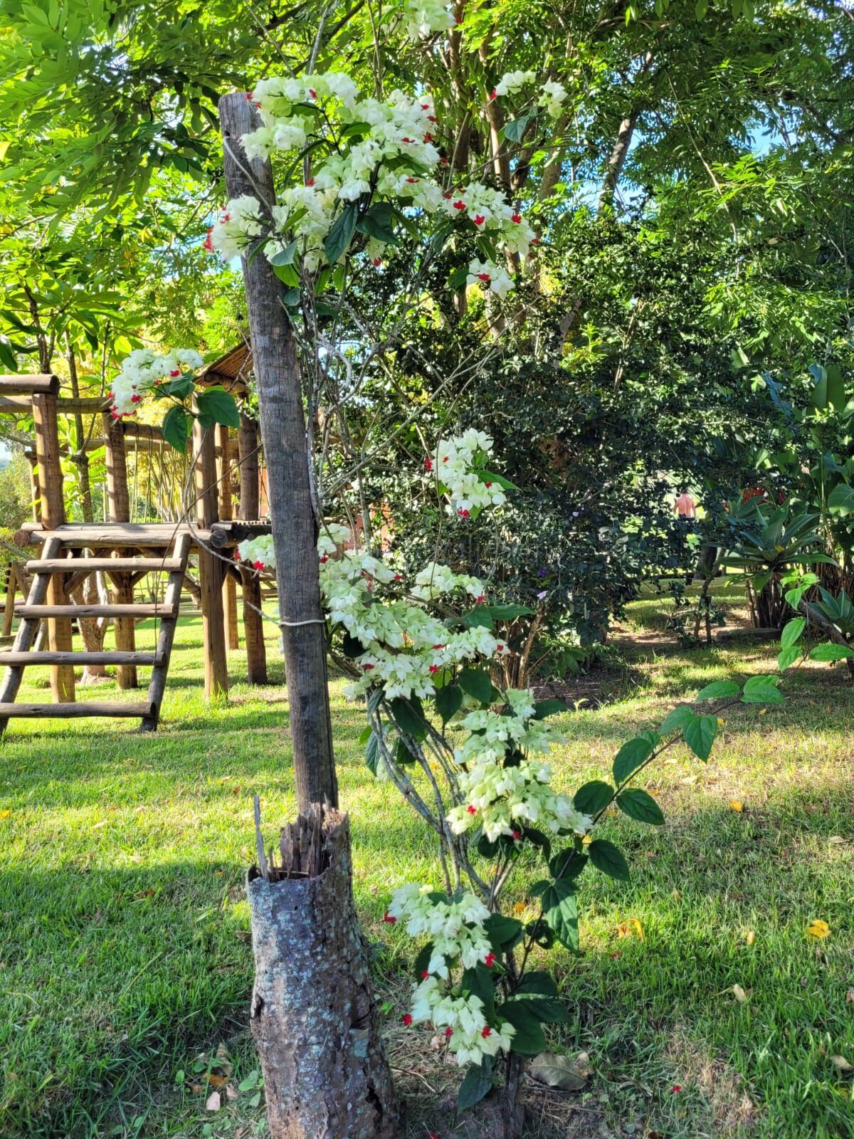 Sítio à venda com 6 quartos, 50000m² - Foto 27