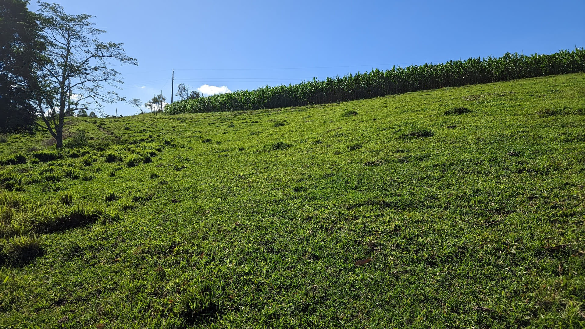 Terreno, 4 hectares - Foto 4